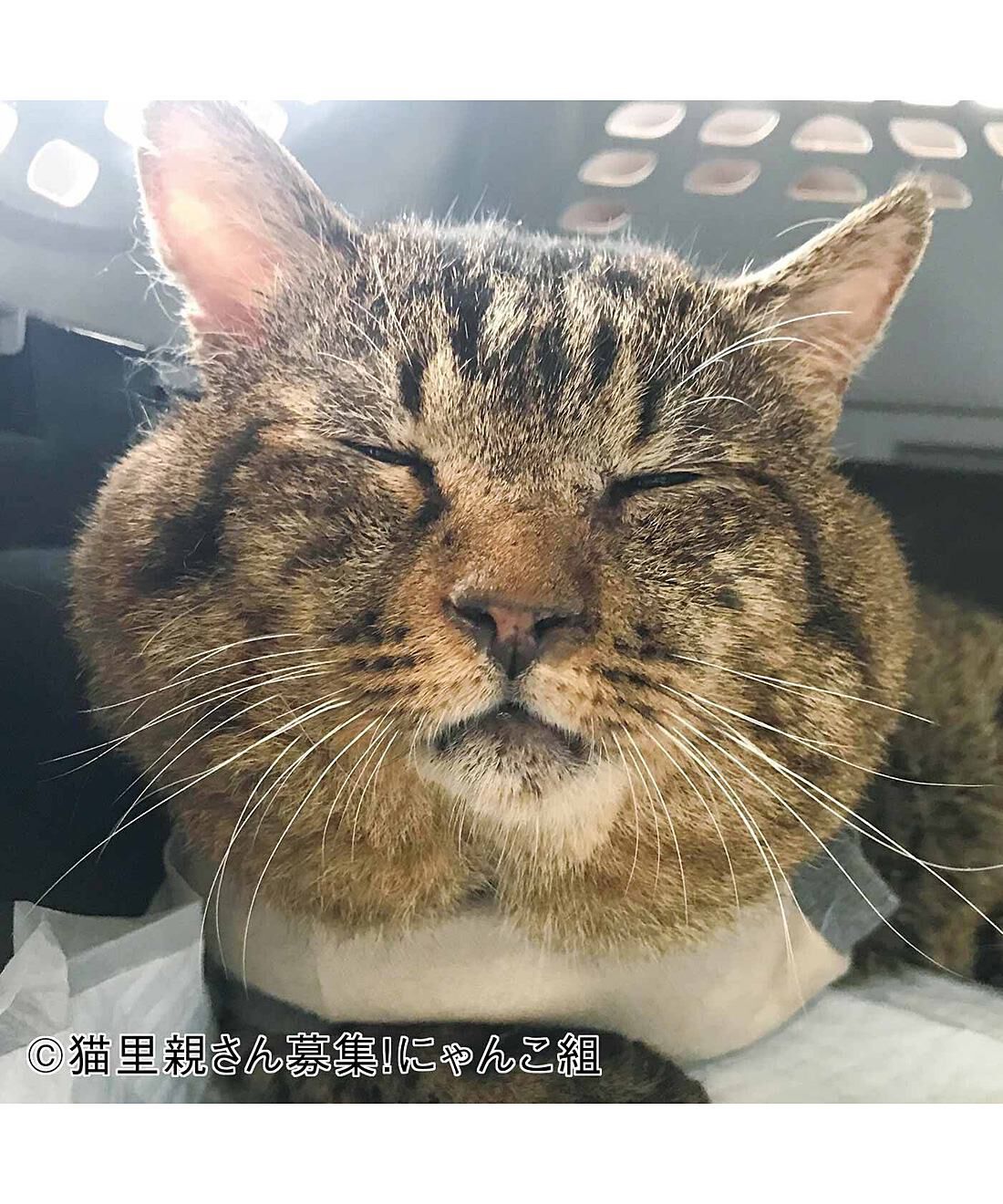 フェリシモメリー|動物たちの保護と飼い主探し支援