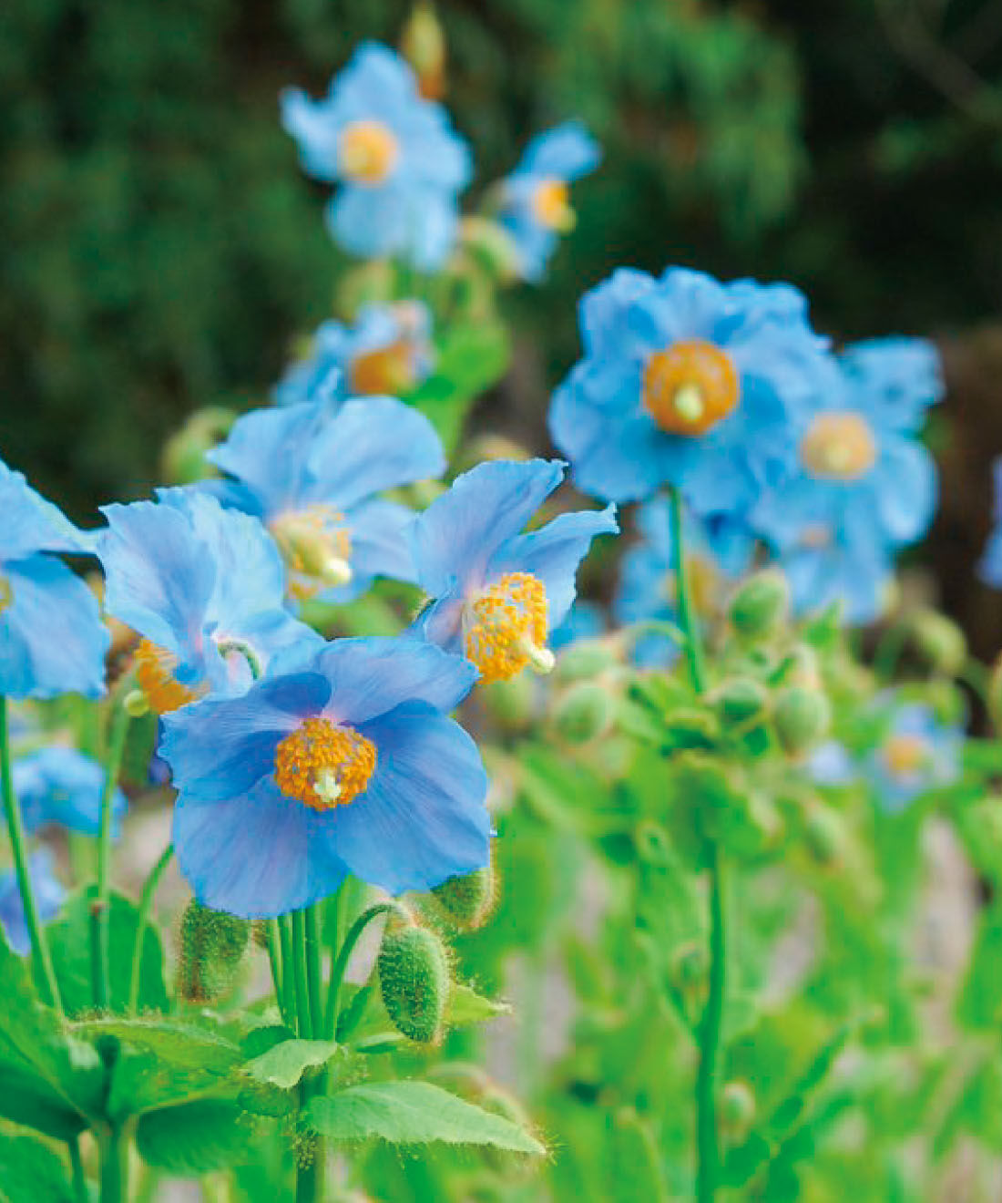 el:ment|el:ment&times;六甲高山植物園　高山植物が手もとを彩る 肌側シルク混二重編みハンドウォーマーの会|天上の妖精といわれる「ヒマラヤの青いケシ」。