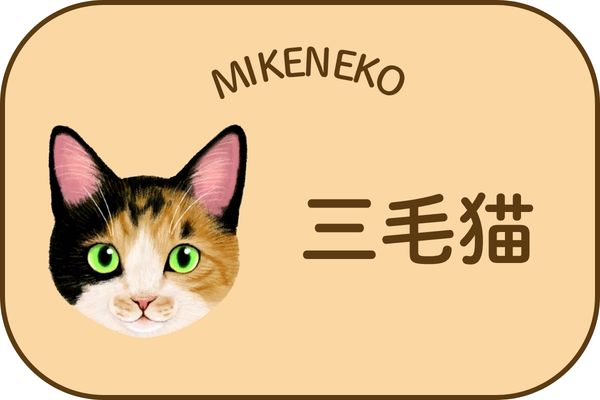 三毛猫