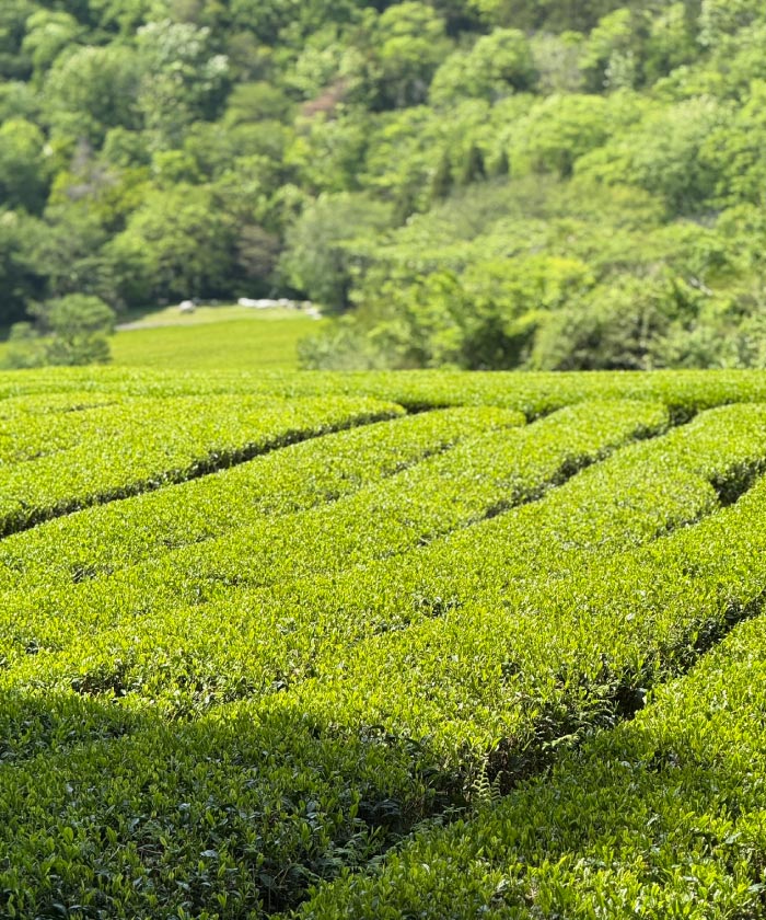 仙霊茶園