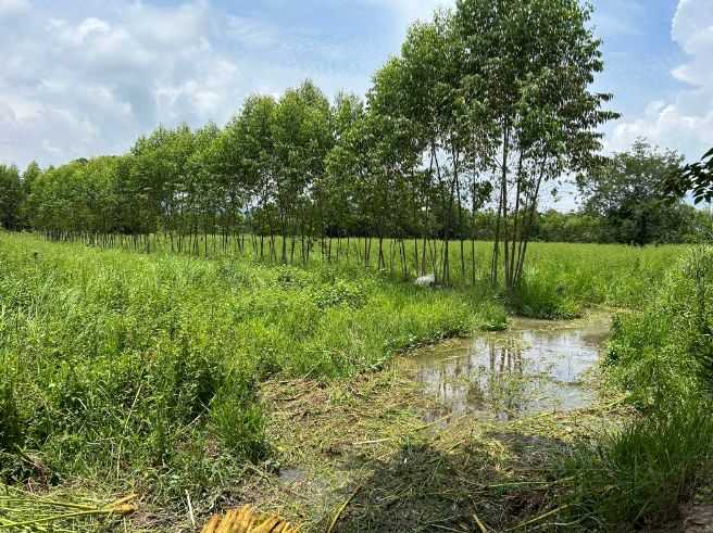 タイ東北部　ソラの木の栽培エリア