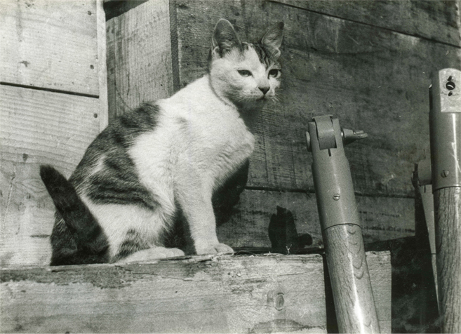 南極へ行った猫「たけし」