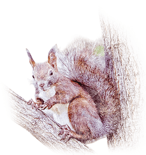 SQUIRREL SQUEAK